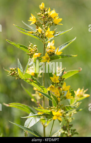 Gilbweiderich - Lysimachia vulgaris Stockfoto