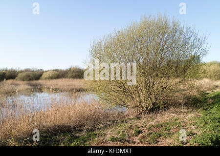 Willow Tree auf der Somerset Levels, Großbritannien Stockfoto
