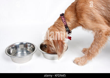 Studio shot des jungen Ungarischen Vizsla mit getrockneten Lebensmitteln und Wasser Schalen Stockfoto