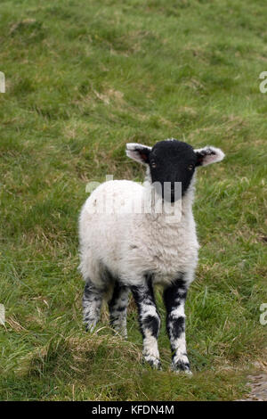 Swaledale Lamm, Yorkshire Dales, England Stockfoto