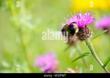 Hummel Nektar sammeln von Thistle Blume auf Britische Wiese in der Nähe von Westport See, Stoke-on-Trent, Staffordshire, Großbritannien, Sommer 2017. Stockfoto