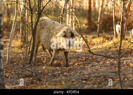 Mangalica eine ungarische Rasse von Hausschwein in Schweinerei Stockfoto