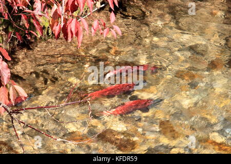 Kokanee Lachse stromaufwärts Schwimmen im Herbst in Big Elk Creek, um zu laichen, Idaho Stockfoto