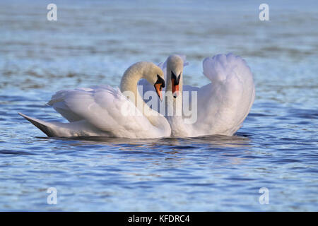 Zwei stumme Schwäne schwimmen zusammen auf einem blauen See Stockfoto