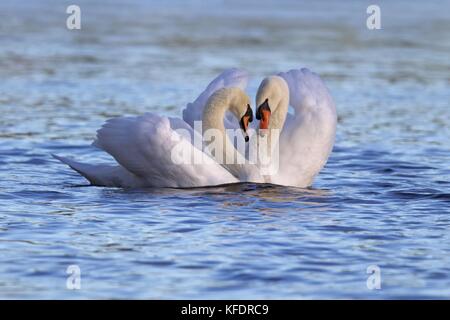 Zwei stumme Schwäne schwimmen zusammen auf einem blauen See Stockfoto