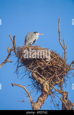 Graureiher Ardea cinerea, Regents Park, London, Vereinigtes Königreich Stockfoto