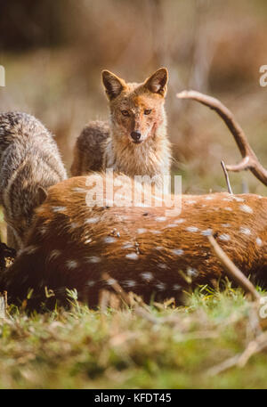 Indischen Schakal, Canis aureus indicus, Scavenging auf Spotted Deer stag Karkasse, Achse, Keoladeo Ghana National Park, bharatpur, Rajasthan, Indien Stockfoto