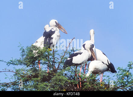 Asian Openbill Storch, (Anastomus oscitans), Keoladeo Ghana National Park, Bharatpur, Rajasthan, Indien Stockfoto