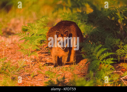 Swamp Wallaby (Wallabia bicolor), Byron Bay, New South Wales, Australien Stockfoto