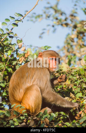 Rhesus macaque Affen, (Mucaca Mulatta), Keoladeo Ghana National Park, Bharatpur, Rajasthan, Indien Stockfoto