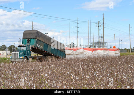 Frisch gepflückt oder geerntete Baumwolle Ballen aufgereiht warten für den Transport auf einem Bauernhof in ländlichen Alabama, USA. Stockfoto