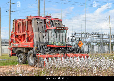 Case IH-Modul Express 635 Baumwolle Kommissionierung mit einem Mähdrescher in kürzeren, Alabama USA. Stockfoto