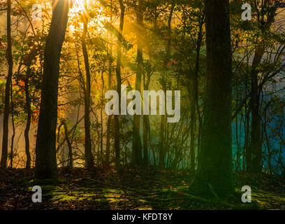 Schönen Morgen Hintergrund im späten Oktober Wald mit sichtbaren Sonnenstrahlen in einem leichten Dunst Stockfoto