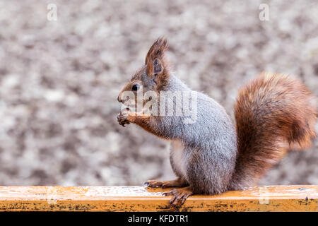 Eichhörnchen sitzt auf einer Parkbank und essen Mutter im Herbst Saison Stockfoto