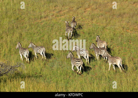 Luftaufnahme von ebenen Zebras (Equus burchelli) im Grünland, Südafrika Stockfoto