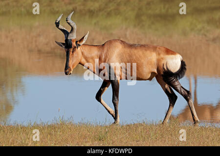 Eine Kuhantilopen-Antilope (Alcelaphus Buselaphus) im natürlichen Lebensraum, Südafrika Stockfoto