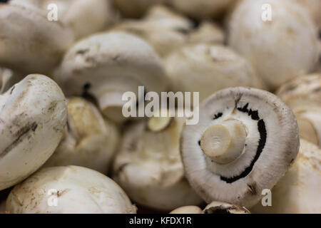 Die häufigsten weißen Pilze, Pilz, für Hintergrund gemeinsame Weiß Pilz auf dem Markt, helty Essen Stockfoto