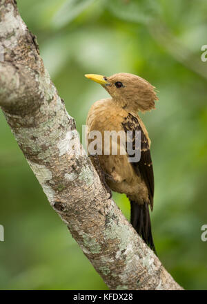 Eine weibliche cremefarbenen Specht (celeus Flavus) aus dem Pantanal Stockfoto