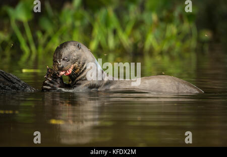 Riesenotter Fisch essen im Pantanal Stockfoto