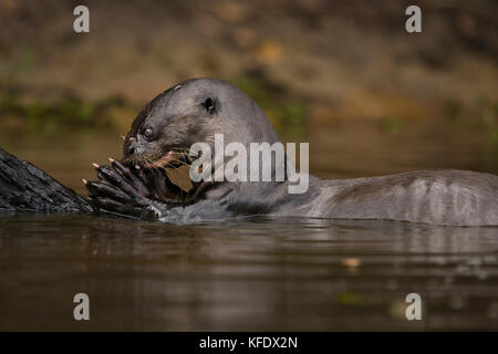 Riesenotter Fisch essen im Pantanal Stockfoto