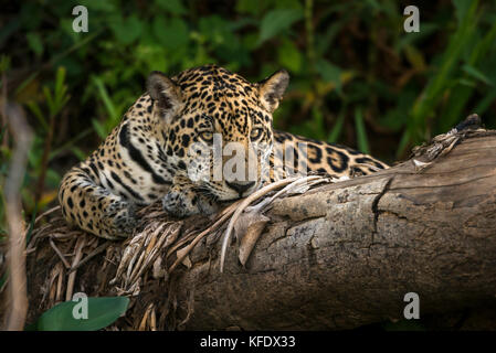 Jaguar ruht auf einem toten Baum im Pantanal Stockfoto