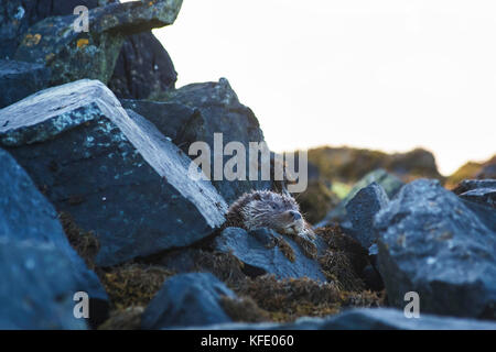 Otter, Lutra Lutra, Cub, unst, Shetland, Juli Stockfoto