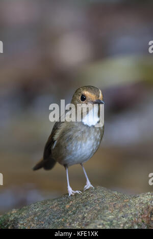 Die rufous-tiefsten Schopftyrann (Anthipes solitaris) ist eine Vogelart aus der Familie Muscicapidae. Ihr natürlicher Lebensraum ist subtropische oder tropische mois Stockfoto