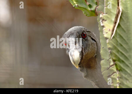 Portrait von Andenkondor (Vultur gryphus) in Gefangenschaft, heraus spähen hinter einem Kaktus Stockfoto