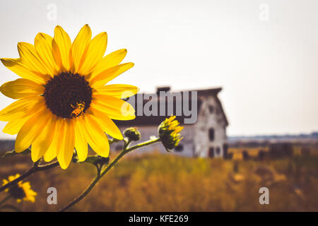 Hummel auf einer Sonnenblume mit einer Scheune im Hintergrund. Stockfoto