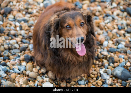 Langhaariger Dackel. Skye, unser hervorragendster Hund. Stockfoto
