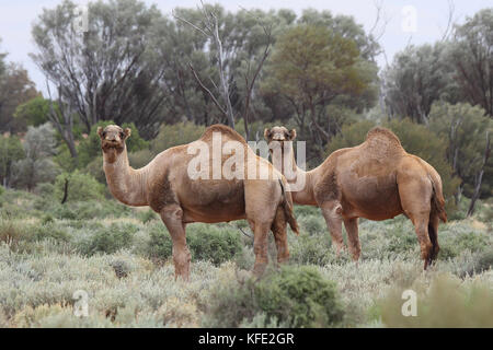 Dromedarpaar (Camelus dromedarius) im Wüstenpeeling. Great Central Road, Northern Goldfields Region, Western Australia, Australien Stockfoto