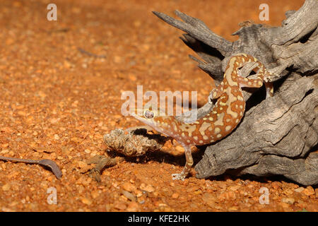 Melierter Bodengecko (Lucasium squarrosum), der aus dem Balken auf den roten Sand hinabklettert. Yalgoo, Region Mittlerer Westen, Westaustralien, Australien Stockfoto