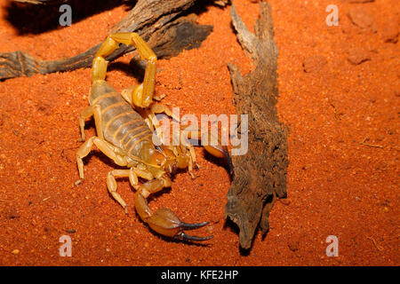 Ein Wüstenskorpion (Urodacus hoplutus) einer Gattung, die in der Regel etwa 10 cm lang ist.Ihr Stich ist nicht gefährlich, aber schmerzhaft, möglicherweise für einige Tage. Leonor Stockfoto