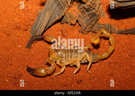 Ein Wüstenskorpion (Urodacus hoplutus) einer Gattung, die in der Regel etwa 10 cm lang ist.der Stachel ist nicht gefährlich, aber schmerzhaft, möglicherweise für einige Tage. Leonora Stockfoto