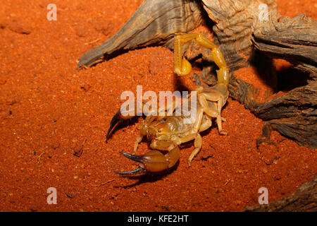 Ein Wüstenskorpion (Urodacus hoplutus) einer Gattung, die in der Regel etwa 10 cm lang ist.Ihr Stich ist nicht gefährlich, aber schmerzhaft, möglicherweise für einige Tage. Leonor Stockfoto