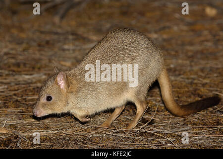 Bettong (Bettongia penicillata), hüpfend in der Abenddämmerung. Dryandra Woodland, Wheatbelt Region, Western Australia, Australien Stockfoto