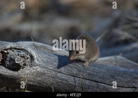 Gelbfußvortechinus (Antechinus flavipes) auf einem Baumstamm. Dryandra Woodland, Wheatbelt Region, Western Australia, Australien Stockfoto