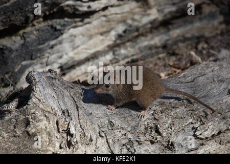 Gelbfußvortechinus (Antechinus flavipes) auf einem Baumstamm. Dryandra Woodland, Wheatbelt Region, Western Australia, Australien Stockfoto