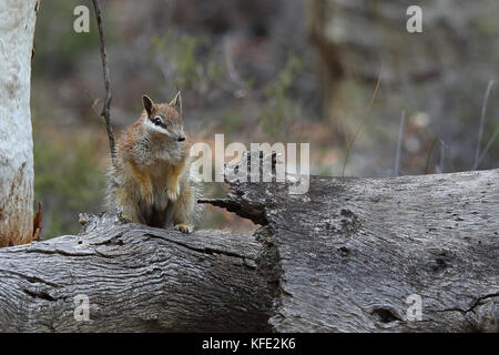 Numbat (Myrmecobius fasciatus) Mutter trägt vier Junge. Baby-Numbats Klammern sich an Zitzen an ihrer Mutter - sie hat keine Tasche - für die ersten vier oder fünf Stockfoto