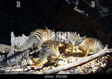 Numbat (Myrmecobius fasciatus) vier Junge an ihrem Bauplatz. Sie sind zu groß geworden, um von ihrer Mutter getragen zu werden, und wurden aufgenommen Stockfoto