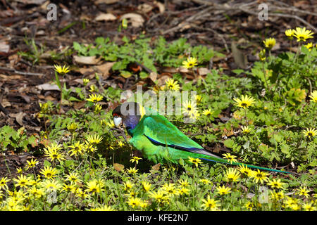 Achtundzwanzig Papagei (Barnardius zonarius semitorquatus), auf dem Boden, Essen. Bunbury, Western Australia, Australien Stockfoto