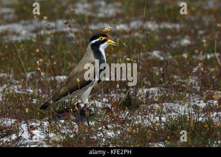 Gebänderter Kiebitz (Vanellus tricolor) auf dem Boden. Australind, Region Südwesten, Western Australia, Australien Stockfoto