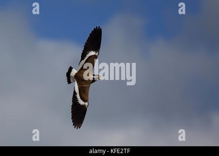 Gebänderter Kiebitz (Vanellus tricolor) im Flug. Australind, Region Südwesten, Western Australia, Australien Stockfoto