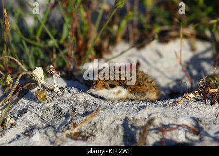 Gebänderter Kiebitz (Vanellus tricolor), getarnt durch sein gesprenkeltes Gefieder. Australind, Region Südwesten, Western Australia, Australien Stockfoto