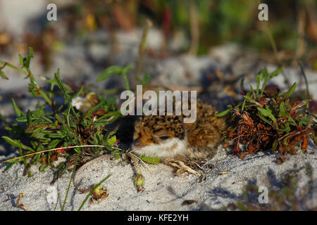 Gebändertes Kiebitz (Vanellus tricolor) Küken mit kryptischem Gefieder. Australind, Region Südwesten, Western Australia, Australien Stockfoto