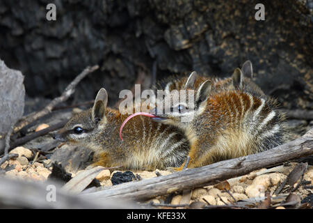 Numbat (Myrmecobius fasciatus) zwei Junge in ihren Bau Ort, eine überstehende seinem sehr langen Zunge, klebrig ist, damit es Termiten abholen können, seine wichtigsten Stockfoto