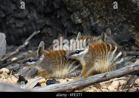 Numbat (Myrmecobius fasciatus), zwei Junge an ihrem Bauplatz. Sie sind zu groß geworden, um von ihrer Mutter getragen zu werden, und wurden aufgenommen Stockfoto