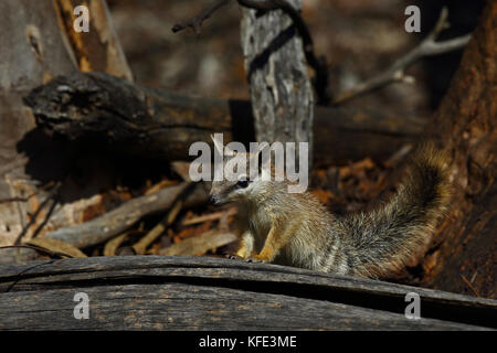 Numbat (Myrmecobius fasciatus), junge Tiere erforschen. Dryandra Woodland, Wheatbelt Region, Western Australia, Australien Stockfoto