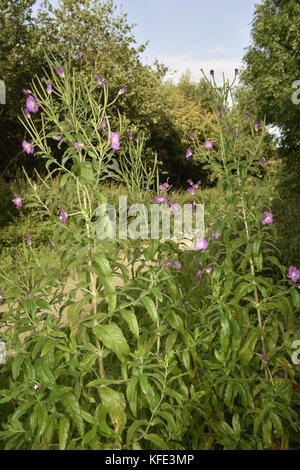 Große Weidenröschen, Epilobium hirsutum Stockfoto