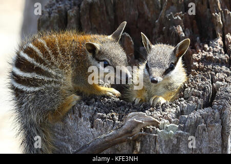 Numbat (Myrmecobius fasciatus), zwei junge Menschen, die ihre Umgebung erkunden und sich in einem ausgehöhlten Baumstumpf befinden. Dryandra Woodland, Wheatbelt regi Stockfoto